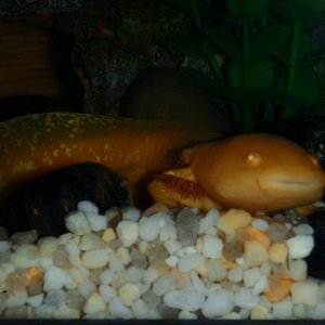 this is pink my first axolotl