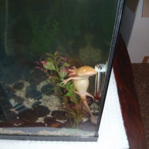 this is prince climbing the palnts