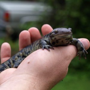 This is Toxic. My Son Renamed it lol