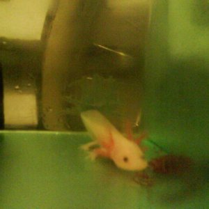 Silkey when i first got them