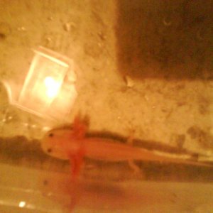 Silkey as a skinny little baby.... Not anymore :)