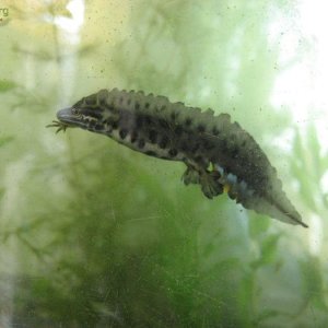 Male