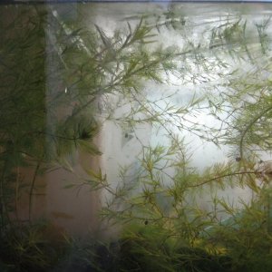 The tank is half frozen and the tadpoles lay motionless on the bottom..