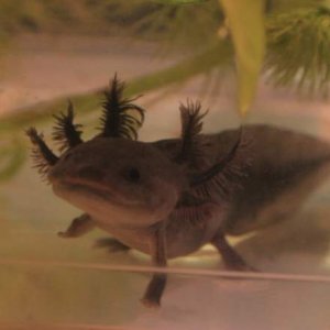 Axolotl baby - 2.5in - Name: Little Blackie