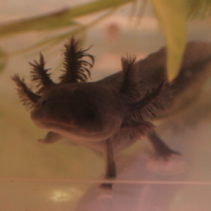 Axolotl baby - 2.5in - Name: Little Blackie
