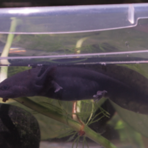 Axolotl baby - 2.5in - Name: Little Blackie