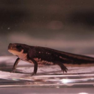 Japanese Fire Belly Newt Baby - size : 1inch