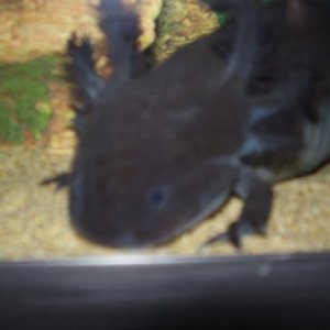 Black Axolotl Caudata Org Newts And Salamanders Portal