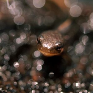 Japanese Firebelly baby - on land