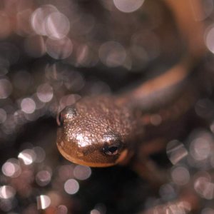 Japanese Firebelly baby - on land