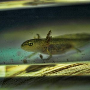Young Yellow Spotted Salamander One month old.