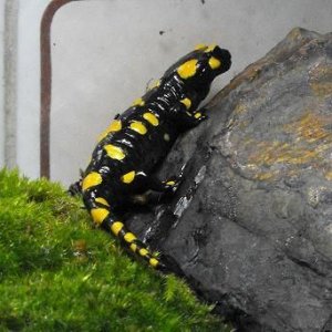 S.s.salamandra1