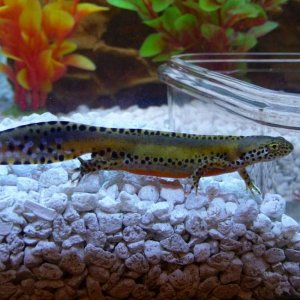 t.a. apaunus 3