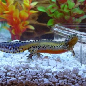 t.a. apaunus 5