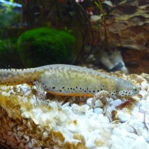 t.a. apuanus 94