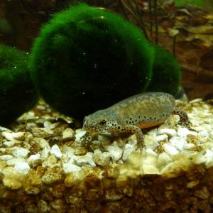 t.a. apuanus 88