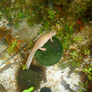 t.a. apuanus 71