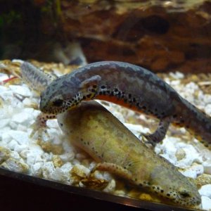 t.a. apuanus 98