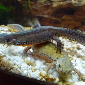 t.a. apuanus 99
