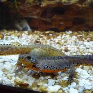 t.a. apuanus 103