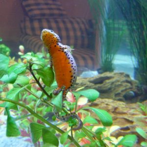 t.a. apuanus 17