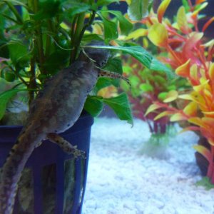 t.a. apuanus 30