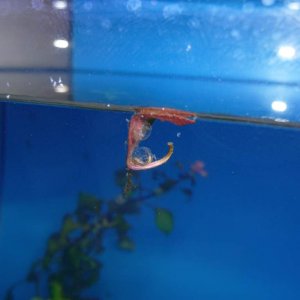 t.a. apuanus 77