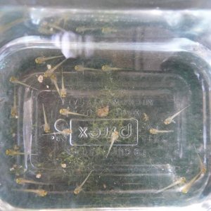 t.a. apuanus 108