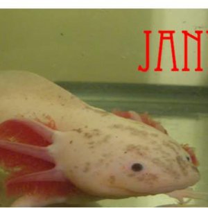 Janus(Greek God of Gates!)