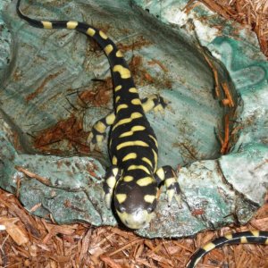 Apollo mad at me for taking pictures.