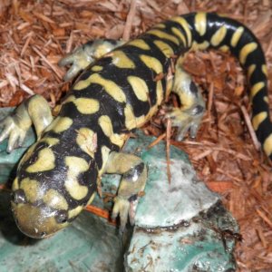 Cole looking curiously at the water's edge.