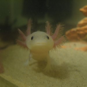Watching leucistic cutie