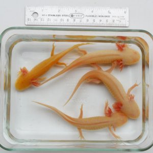 I tried a white and a black background.