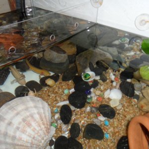 I have the tank divide at the moment by a sheet of Plexiglas. I cut the Plexiglas to fit the tank and drilled holes in it. I am all for jerry-rigging 