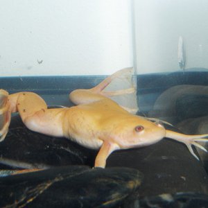 Pizza The Hut!
He will eat as much as I let him...he cracks me up:)