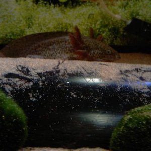 Mudkip looking quite sad :( :s