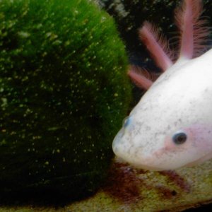 My favourite picture of silkey, finally stoped swimming