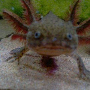Mudkip