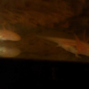 IMAG0084