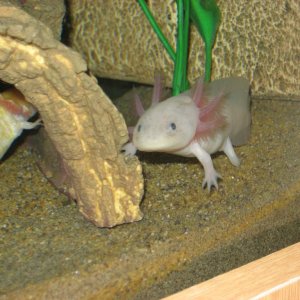 axies 278 025