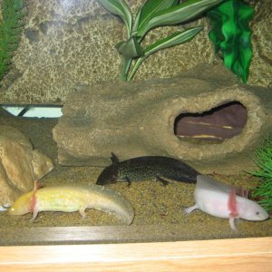axies & towersey 008