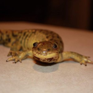 Rex face