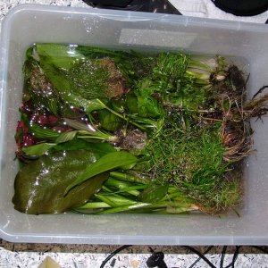 Such a waste :o( should be fine once they've been treated but who want's to risk that.