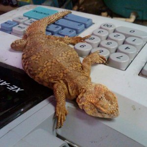 My new Nigerian Uromastyx rings himself up.