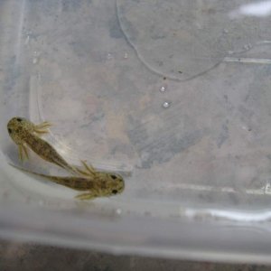 axies 2 046