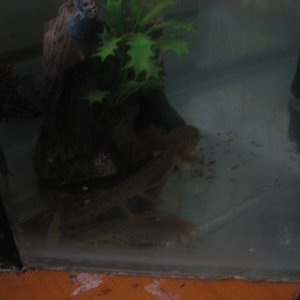 axies 2 015