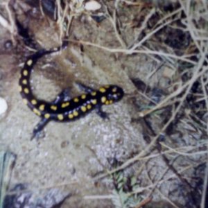 Found an old picture, must have been one of the creatures that sparked my current interests...