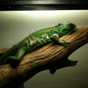 Nice little guy shedding