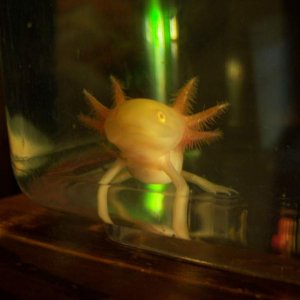 Little Lu Lu arriving at home