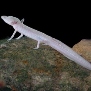 Texas blind salamander1